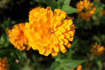 Beautiful yellow flowers in the garden