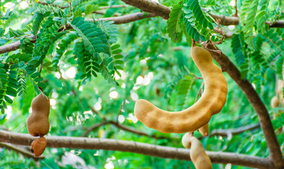 Giant tamarind on the tamarind tree branch