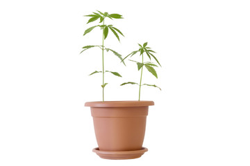 Youtwo ng cannabis plant in a pot isolated on white background