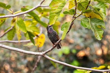 The common starling (Sturnus vulgaris), also known as the European starling