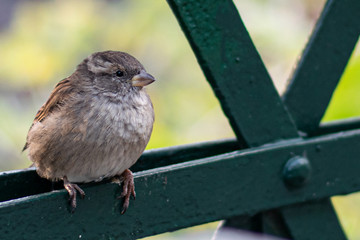 Close up of Bird sitting on fence