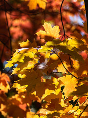 Naklejka na ściany i meble Sun illuminating autumn leaves