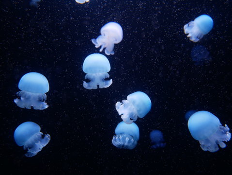 White jellyfish