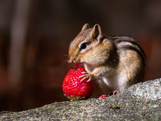 Animal eating fruit in forest