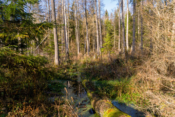 Rezerwat Krzemianka - Puszcza Knyszyńska, Podlasie, Polska © podlaski49