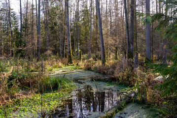 Rezerwat Krzemianka - Puszcza Knyszyńska, Podlasie, Polska © podlaski49