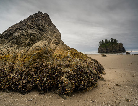 Rock covered in barnacles, First Beach at dawn, Olympic National Park, Washington State