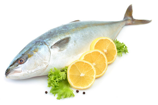  Fish yellowtai on white background (Japanese amberjack)
