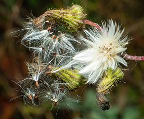 Flowers macro on autumn, dark background
