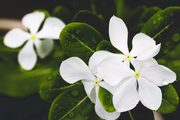 Rose Periwinkle Flower