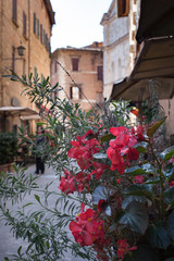 Fototapeta na wymiar Close up of pick blooming potted flowers narrow streets of old town in Italy in the background 