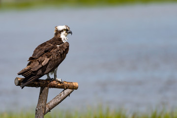 An Osprey on a perch.