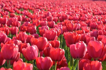 Tulpen in Holland