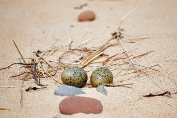 Common gull nest on the shore with eggs