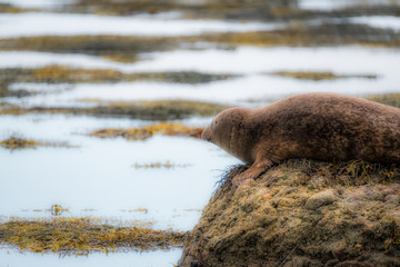 Common seal watching the ocean