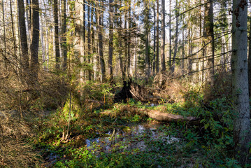 Rezerwat Krzemianka - Puszcza Knyszyńska, Podlasie, Polska © podlaski49