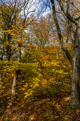 Fototapeta premium Autumnal travel landscape