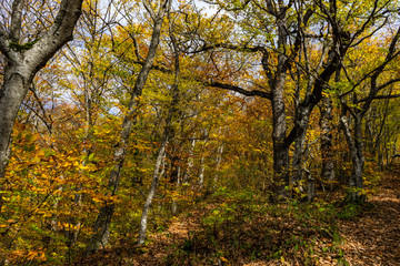 Autumnal travel landscape