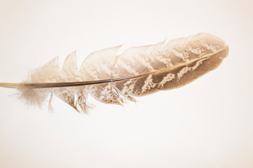 Fototapeta na wymiar Wild bird feather on white background.