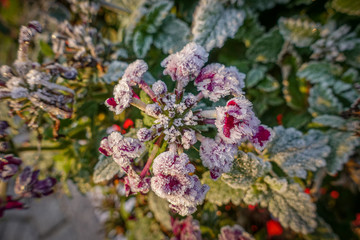 green plants are covered with white frost in the early morning
