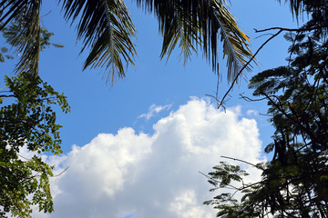 coconut palms on the beaches of asia in phuket in thailand, against the backdrop of mountains and blue sky in bounty style