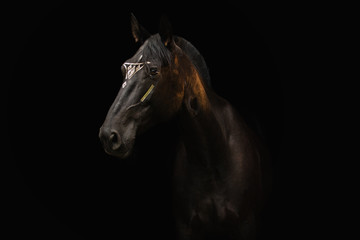 Obraz na płótnie Canvas Portrait horse