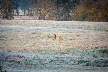 in the morning a group of deer runs across the frosty fields in search of food