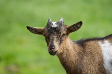 Portrait of a house goat