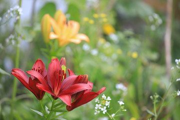 Asiatic Red Lilium