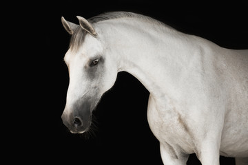 Fototapeta na wymiar Grey horse