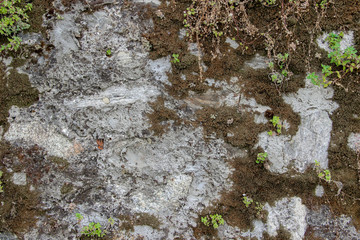 Stone wall covered with moss and plants growing between stones