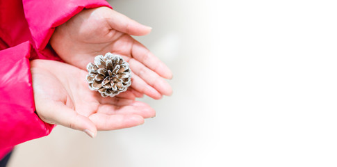 Top view of Woman hand holding and show Pine cones for decoration christmas tree in Christmas celebration on white background.