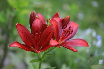 Asiatic Red Lilium