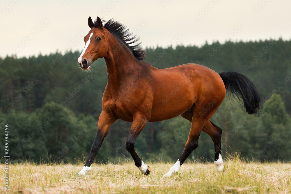 Wall mural Horse