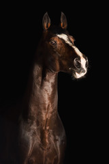 Fototapeta na wymiar Portrait horse