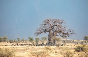 old baobab tree in tanzanian nature