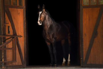 Portrait horse