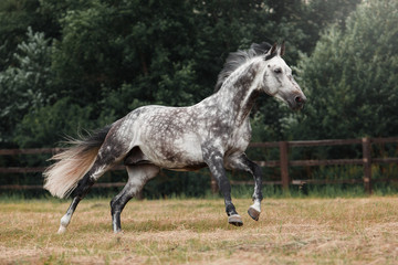 Obraz na płótnie Canvas Grey horse