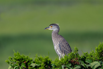 A juvenile Yellow-crowned Night Heron perched wuth green background.