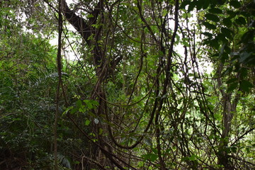 Im Regenwald während der Regenzeit