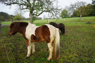Pferd