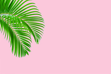 Fototapeta premium Natural palm leaf on pastel pink background, nature background
