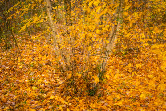 Silver birch (Betula pendula) and hornbeam (Carpinus betulus), impression, multiple exposure, autumn colour, Kent, England.