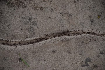 Termiten auf einer Ameisenstraße in Afrika