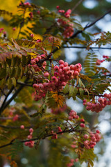 White-pink mountain ash in the fall in a city park.Autumn landscape.