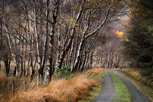 Silver birch (Betula pendula) avenue and track, The Black Valley, Killarney National Park, Kerry, Republic of Ireland, autumn