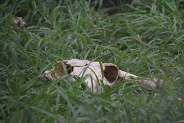Rinderschädel im Gras