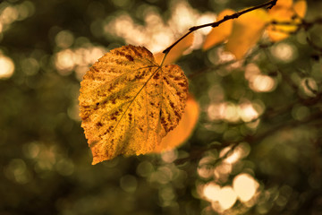 Display of multicoloured autumnal leaves, yellows, greens, reds, browns