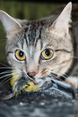 Domestic cat hunt a bird and brang it home