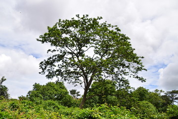 Im Regenwald während der Regenzeit